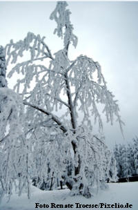 Ein Winterbaum